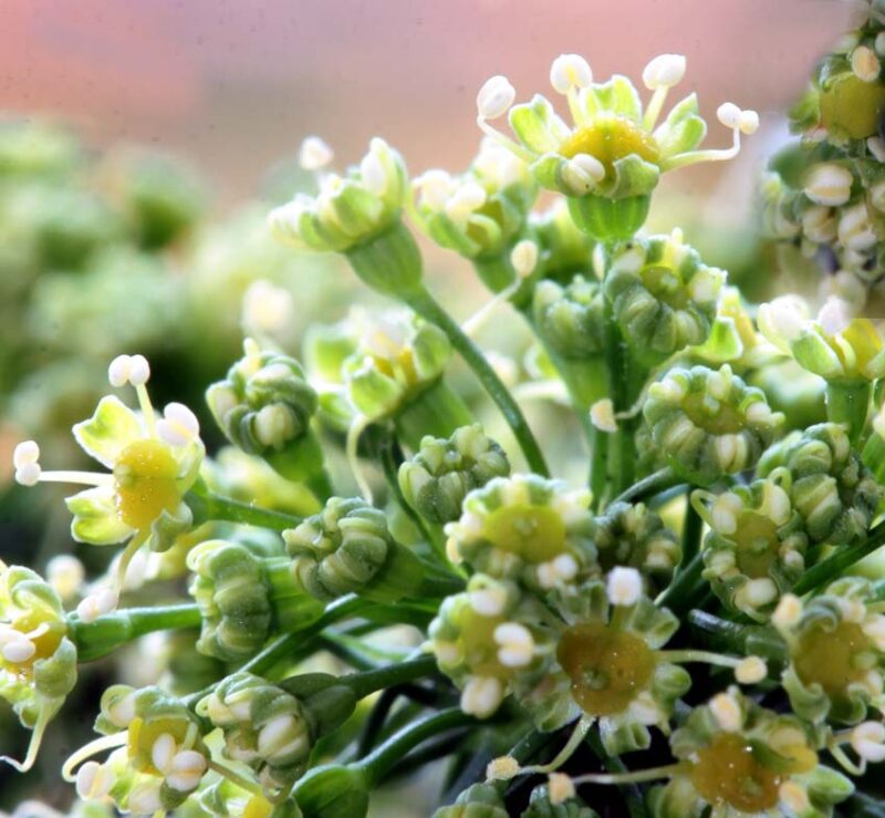 parsley is a biennial plant