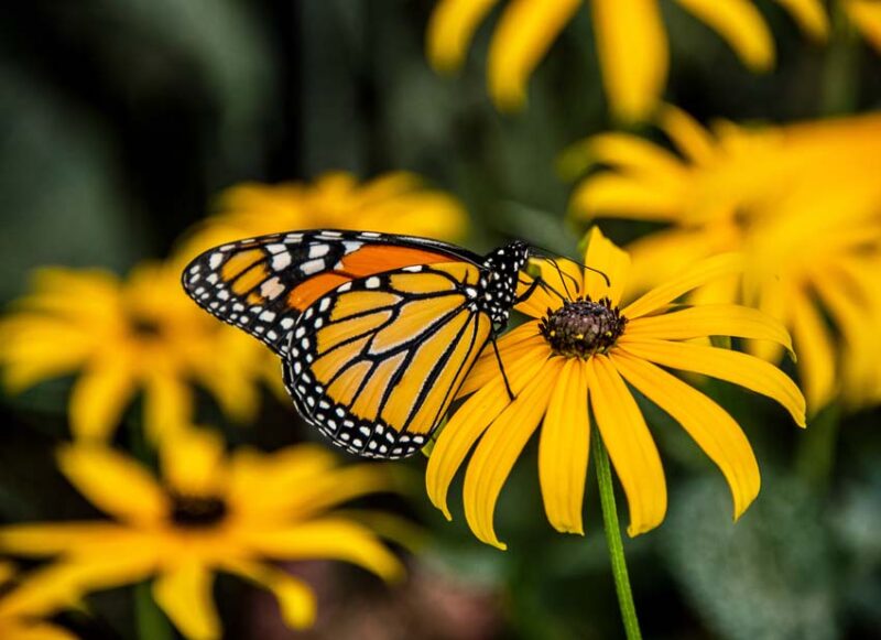 beneficial pollinators