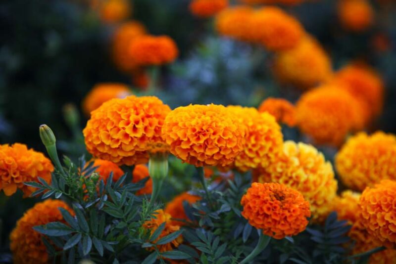 marigolds