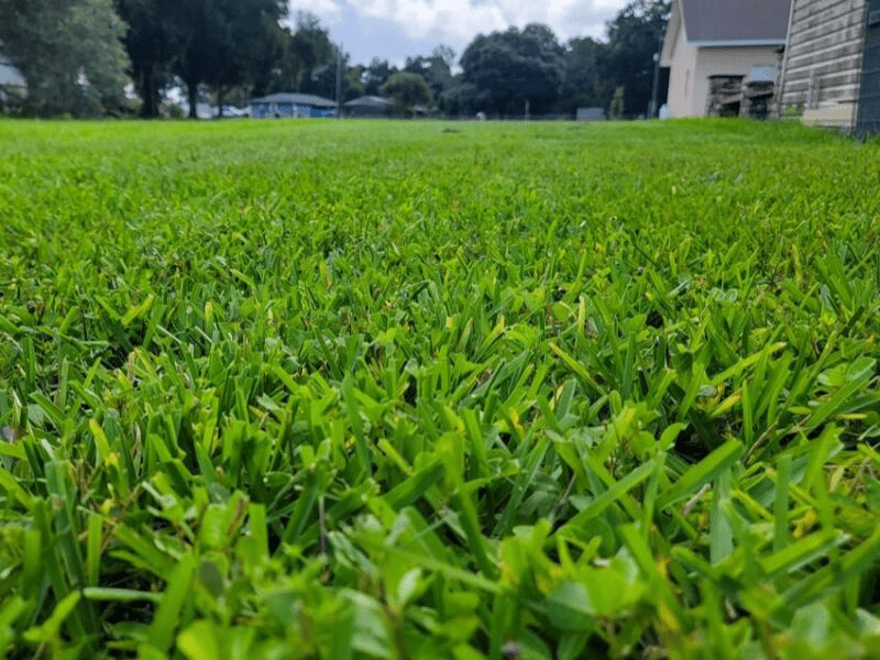 Bahia grass