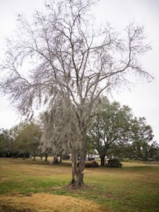 Twin Oak Trees - Lightning Struck