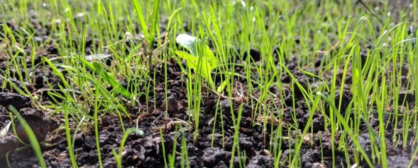 How to Patch Your Lawn - Adding Grass and Prepping Soil