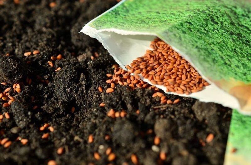 How to Patch Your Lawn Grass Seed