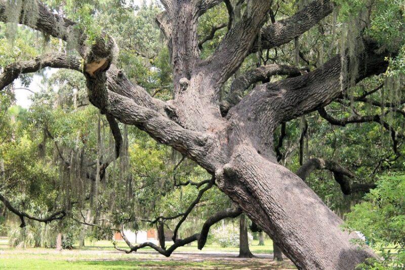 Checking the Health of leaning trees