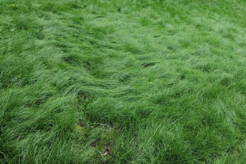 How High Should I cut My Grass?