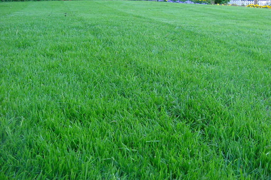 How High Should I cut My Grass?