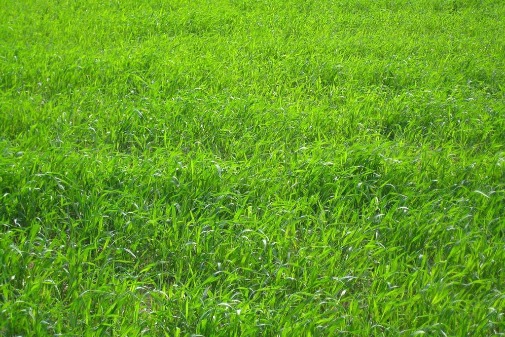 How High Should I cut My Grass?
