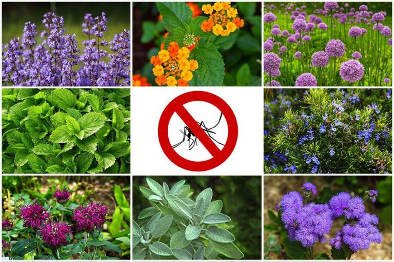 20 Perennial And Shade Plants That Repel Mosquitoes Naturally Ope