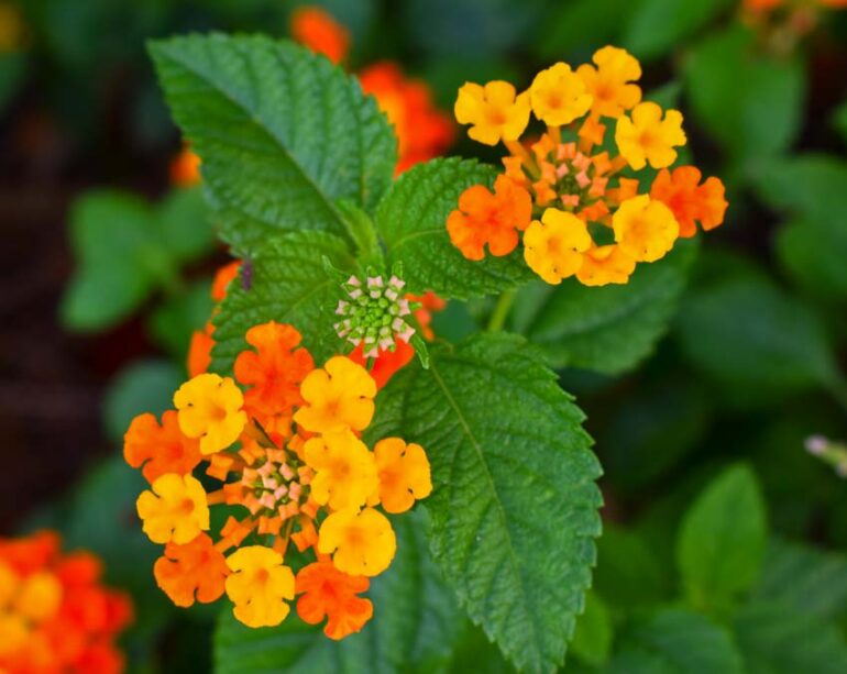 20 Perennial and Shade Plants That Repel Mosquitoes Naturally - OPE