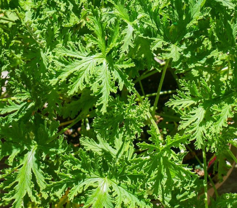 citronella What Other Plants Repel Mosquitoes and Flies