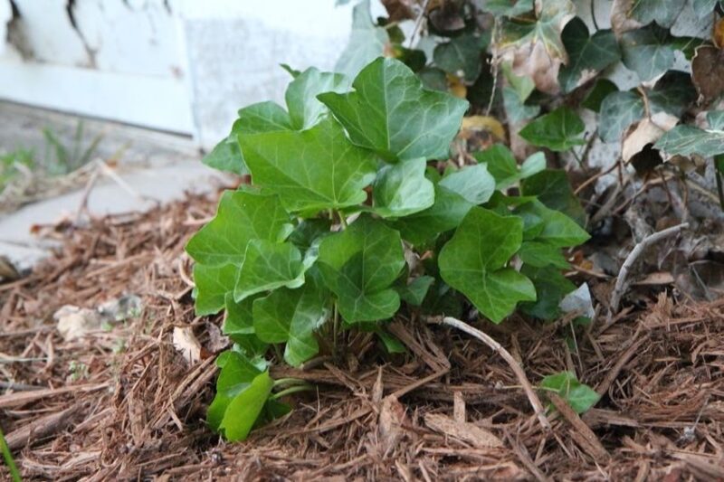 mulching plant beds as a low-maintenance landscaping tip