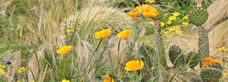 use native plants low-maintenance landscaping