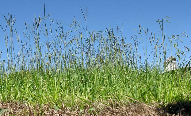 Bahia Grass