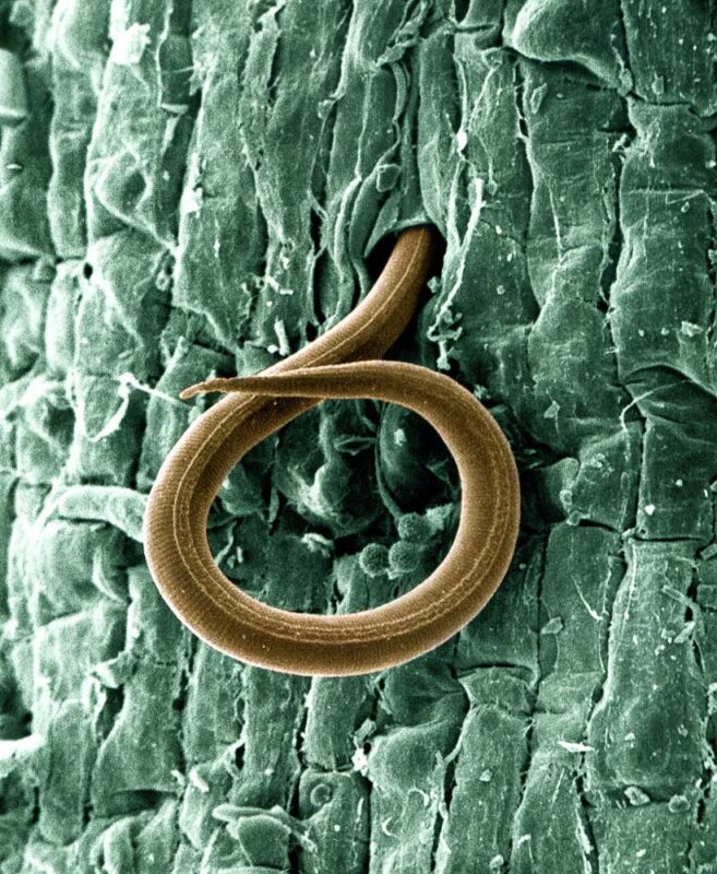 nematode