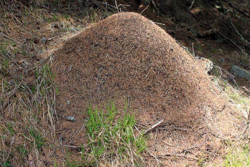 ant mound