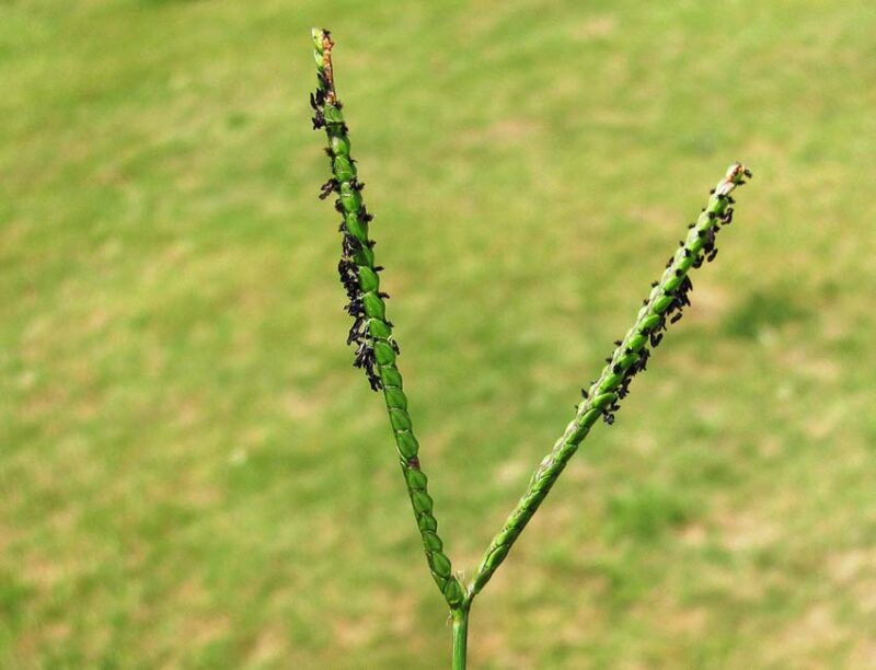 Seed head