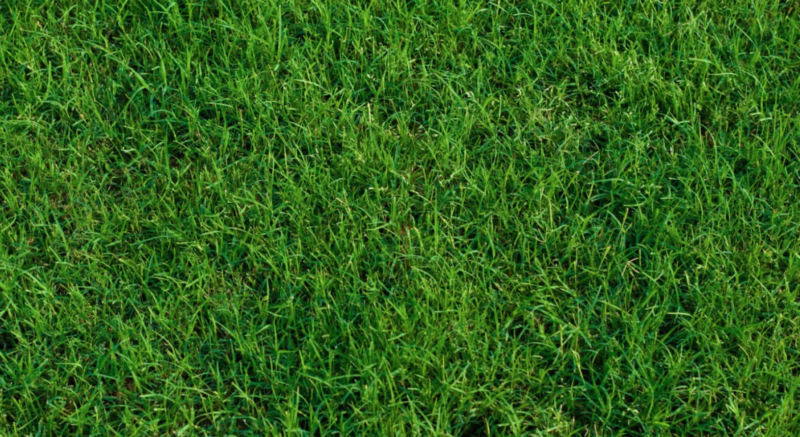 Example of Bermuda grass