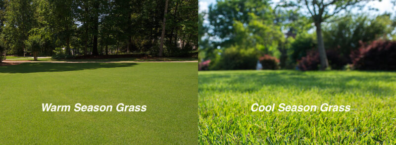 Warm- and cool-season grass