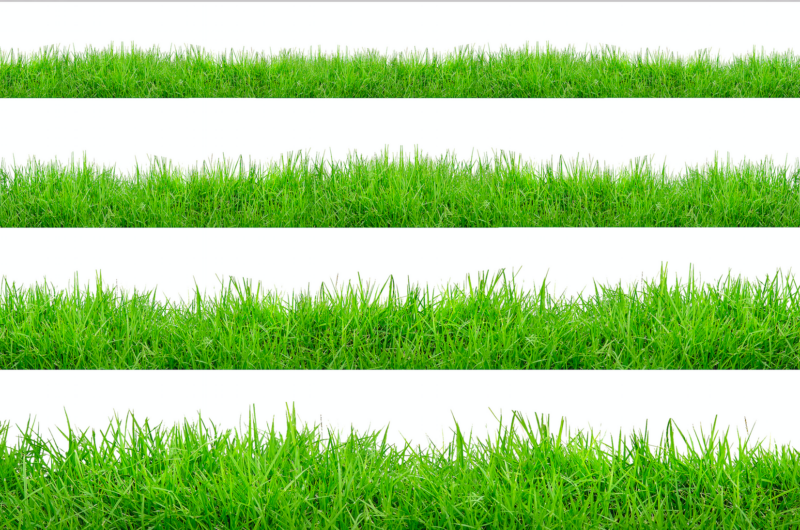 Different types of lawn grass