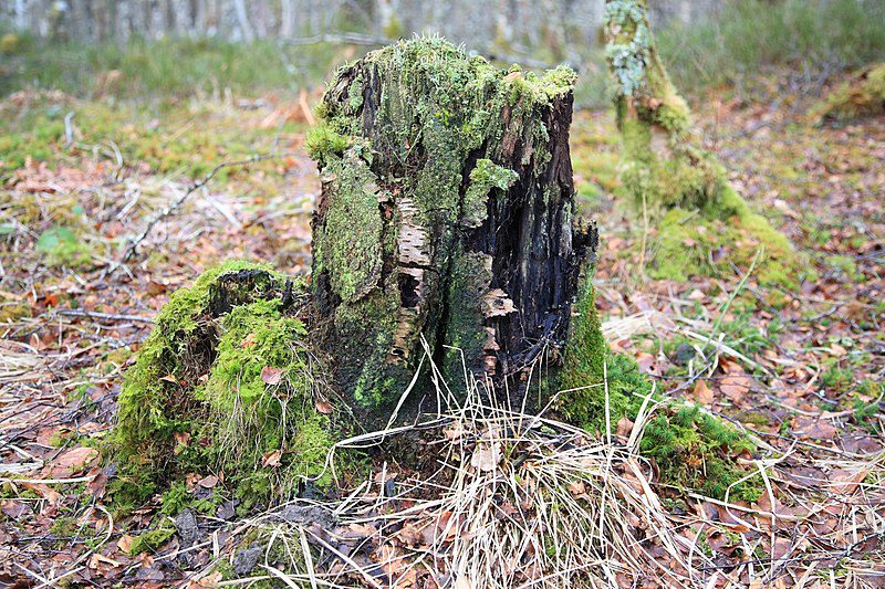 Removing Tree Stumps