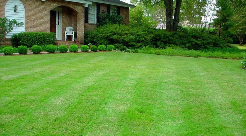 Types of lawn grass