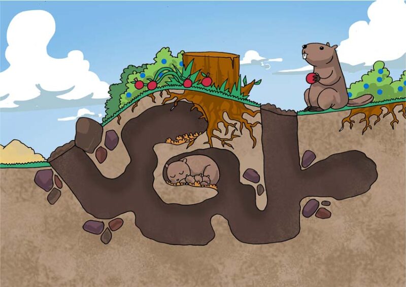 groundhog den