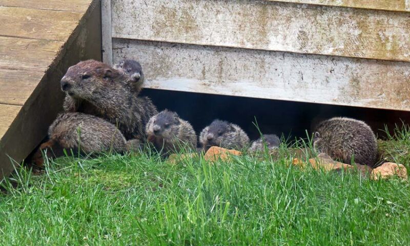groundhog reproduction