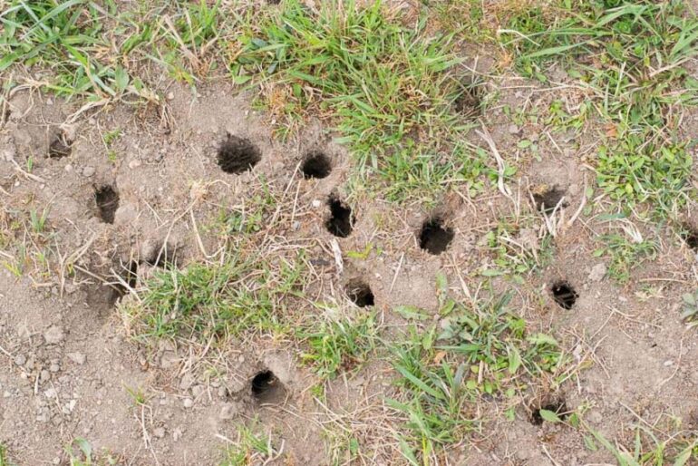 Get Rid of Groundhogs: 5 Effective Methods to Protect Your Yard