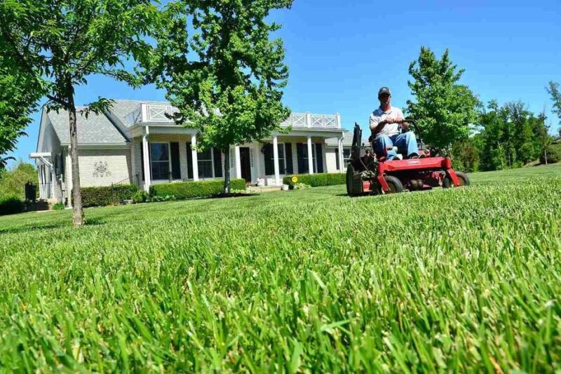 How to plant grass