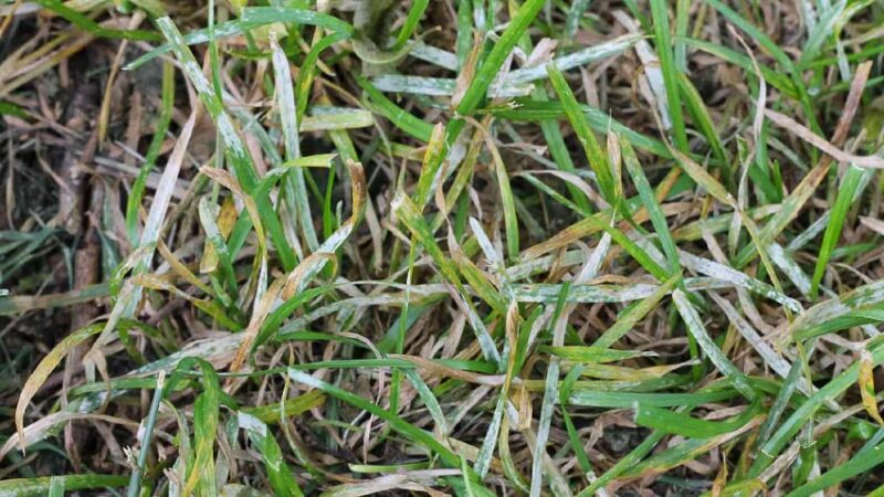 mildew from grass fungus