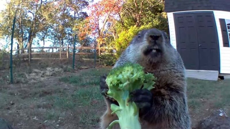 Groundhog eating vegetables