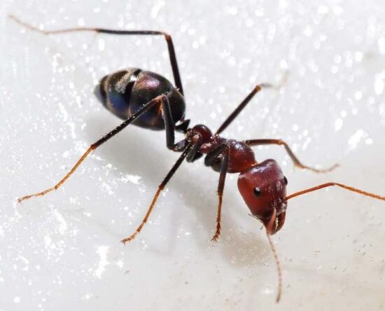 ant close-up