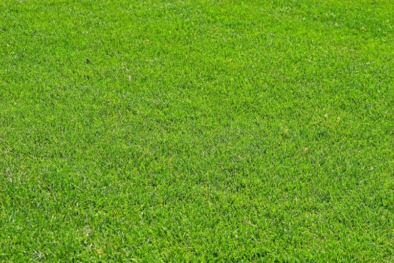 What does Bermuda Grass look like? OPE Reviews