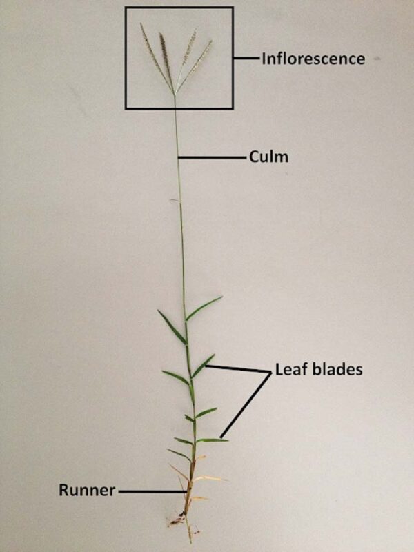 bermuda grass diagram