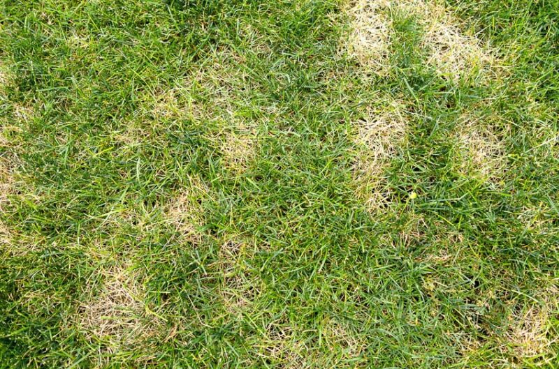 Guide to Dethatching a Lawn: Everything You Need to Know - OPE