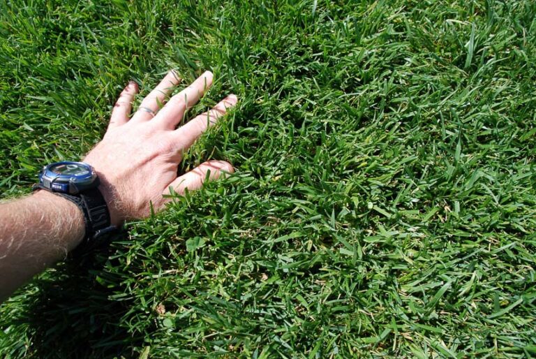 How to Grow Fescue Grass - OPE Reviews