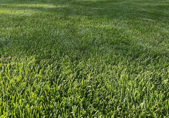 Guide to Kentucky Bluegrass - OPE Reviews