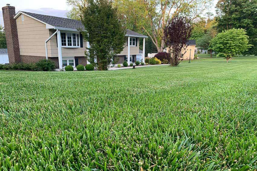 how to care for your lawn