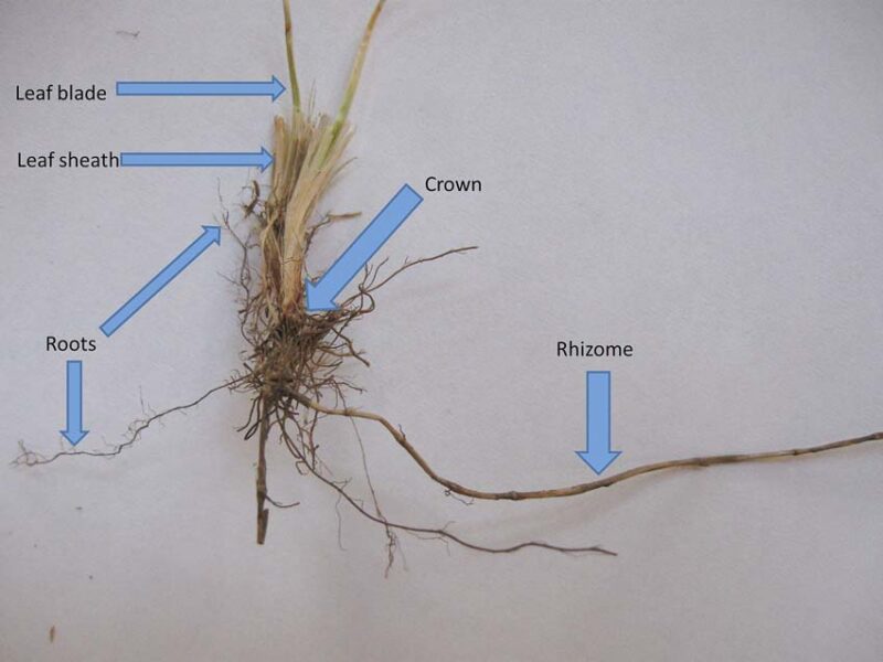 rhizome