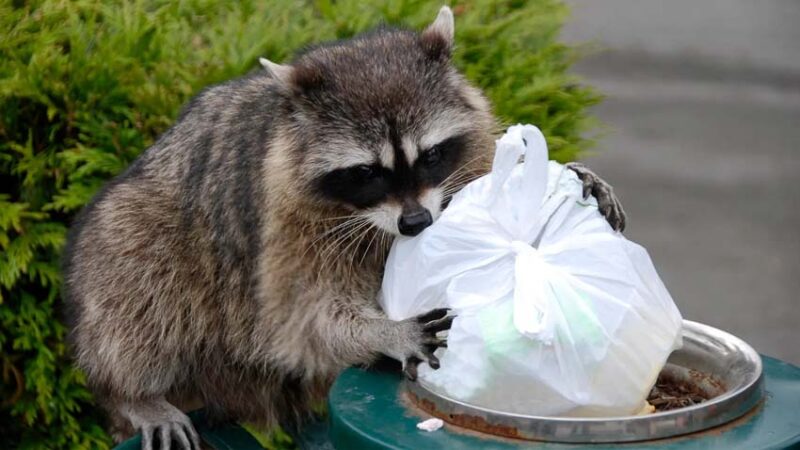 raccoon in the trash