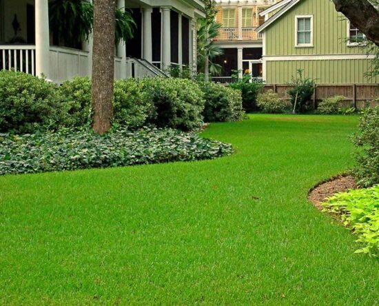 St Augustine grass care guide