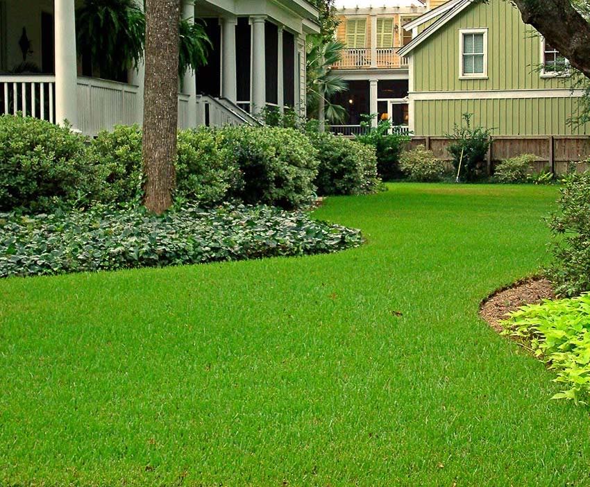 St Augustine grass care guide