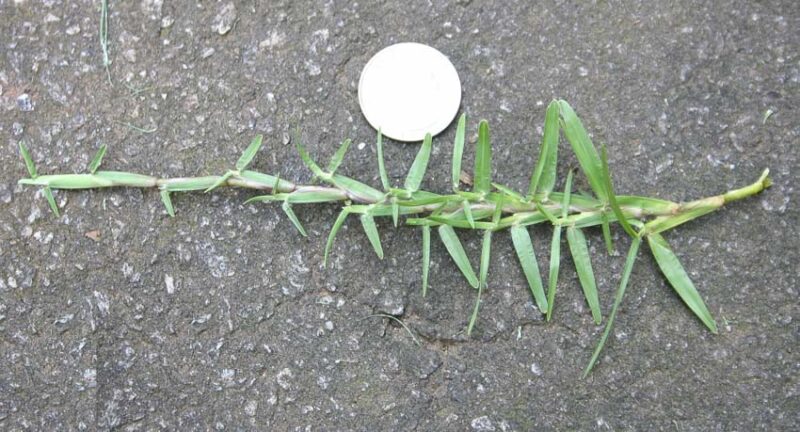 blade of centipede grass