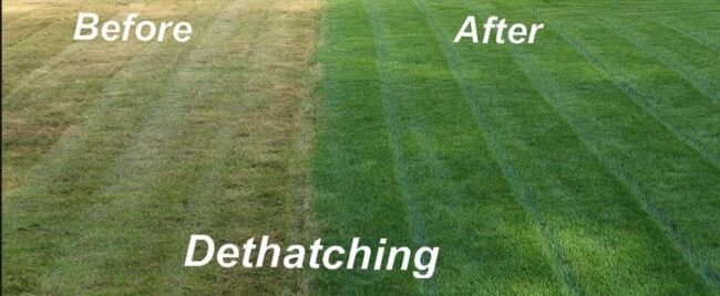 Guide to Dethatching a Lawn: Everything You Need to Know - OPE