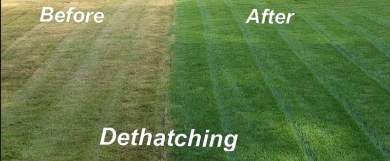 grass before and after