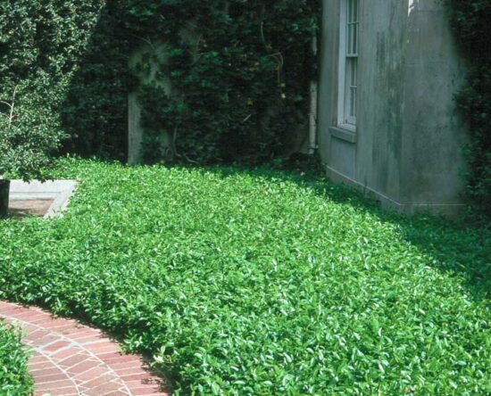 Best Ground Covers for Shade