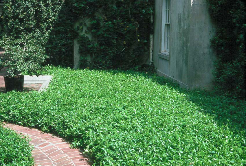 Best Ground Covers for Shade