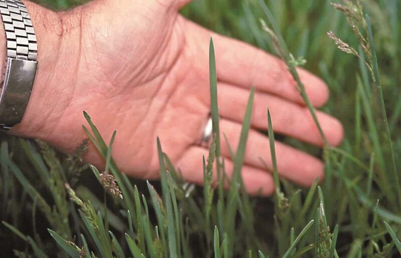 grass growth