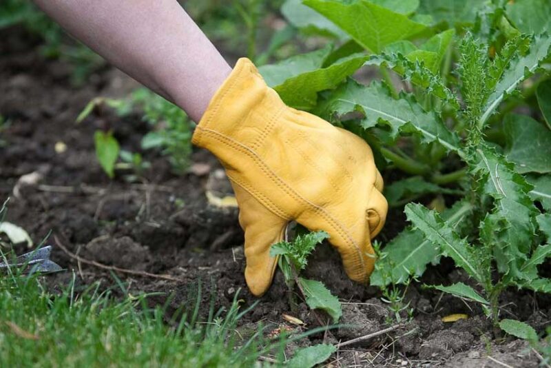 pulling weeds by hand