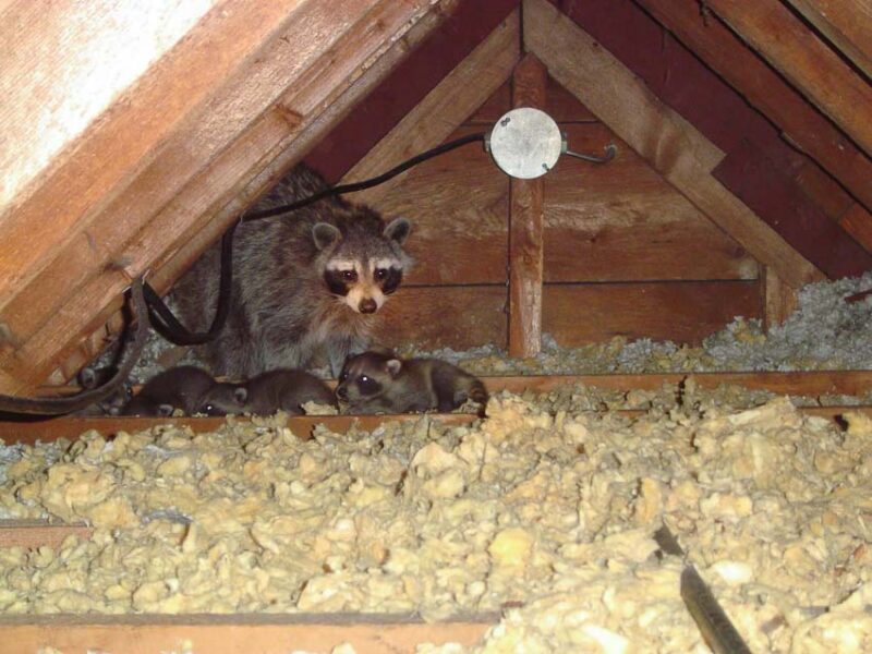 attic infestation